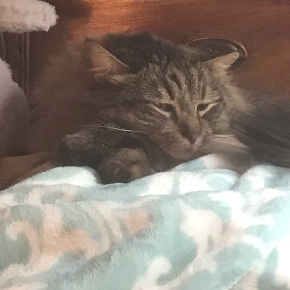 floofycat8